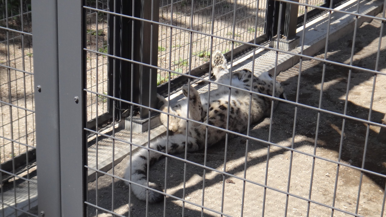  野生はどこに…