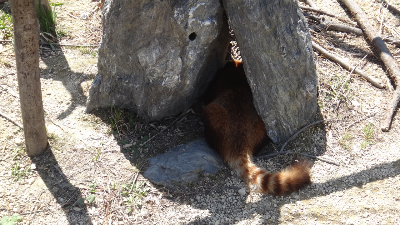  レッサーさん日陰に避難
