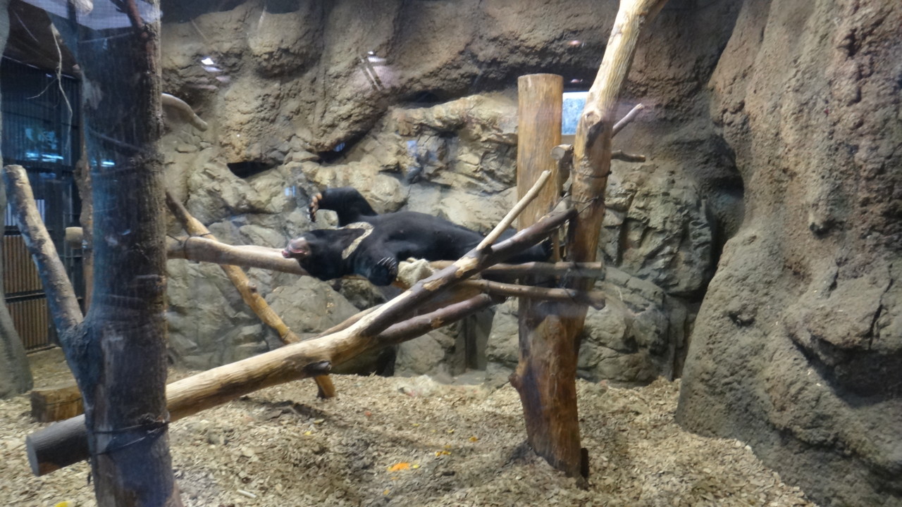  ダイナミックなねぞう