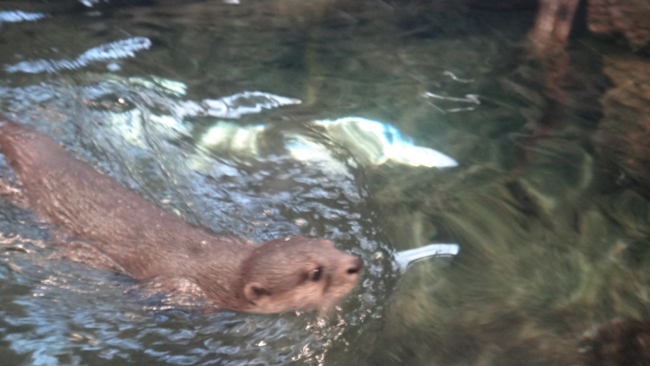  コツメカワウソ