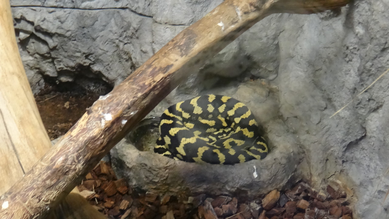  ジャングルカーペットパイソン