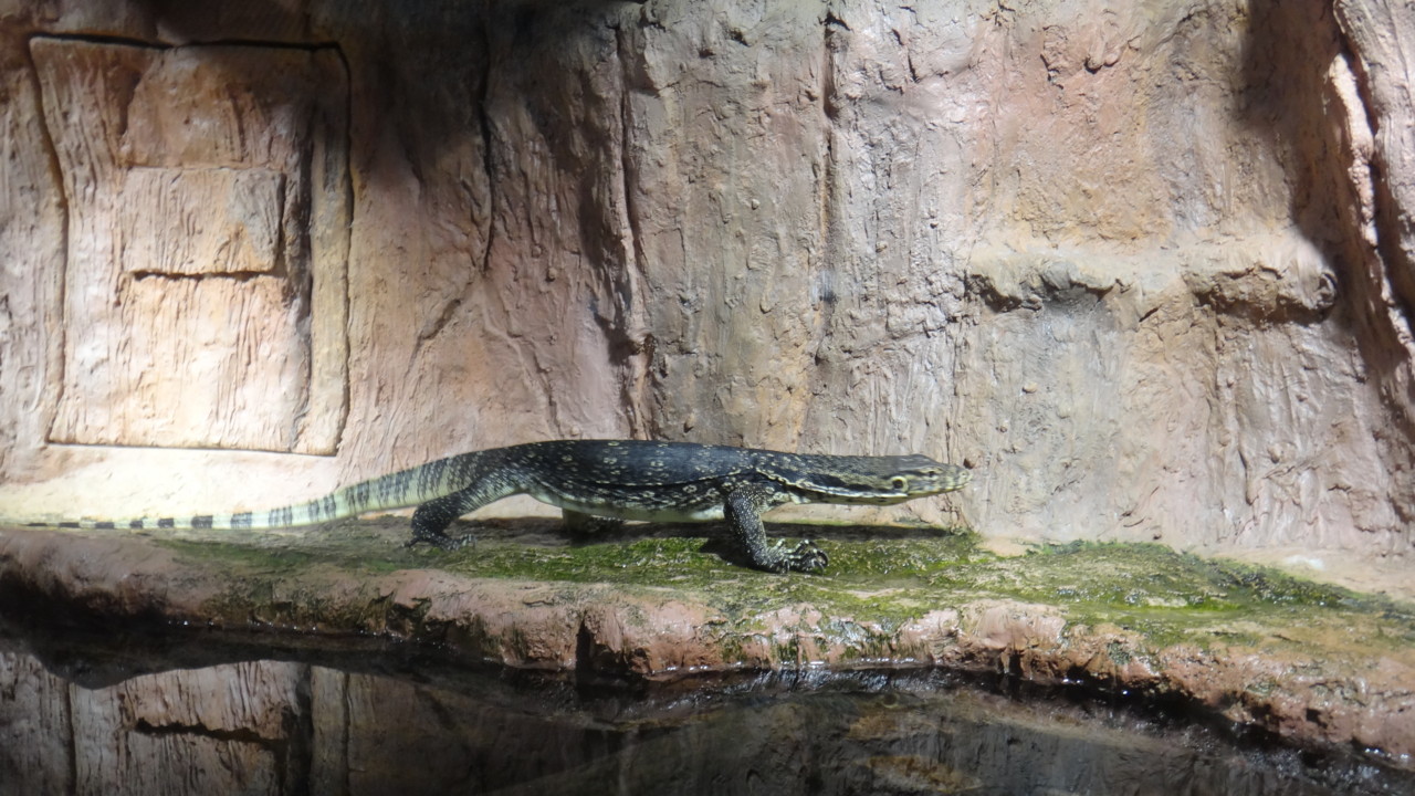  ミズオオトカゲ