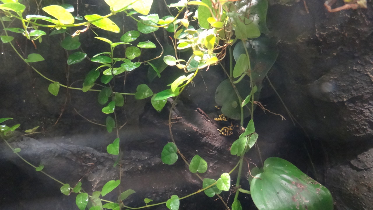  キオビヤドクガエル