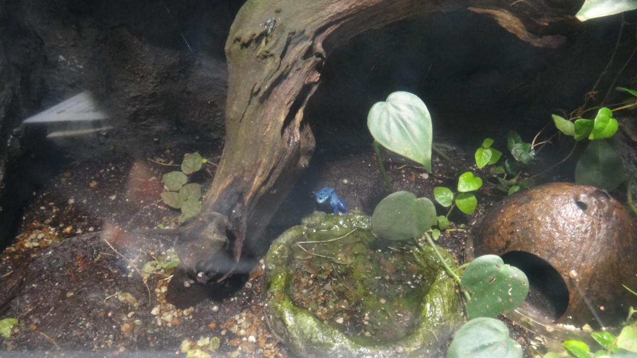  コバルトヤドクガエル