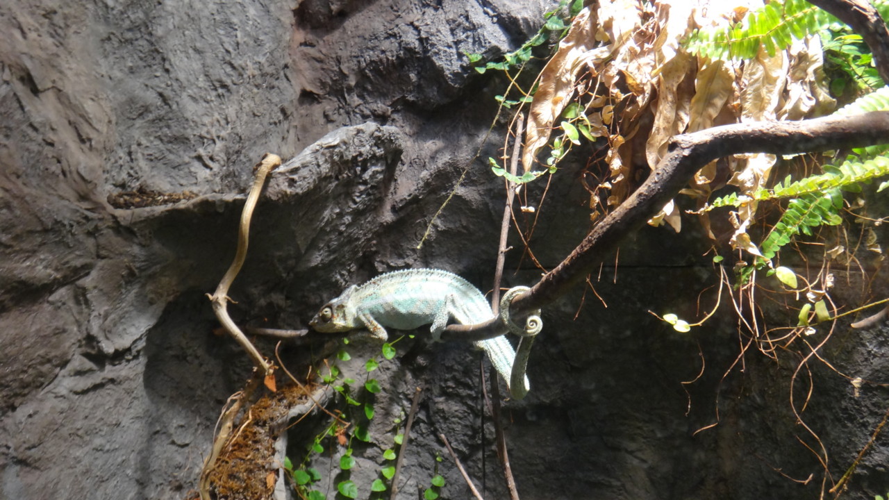  パンサーカメレオン