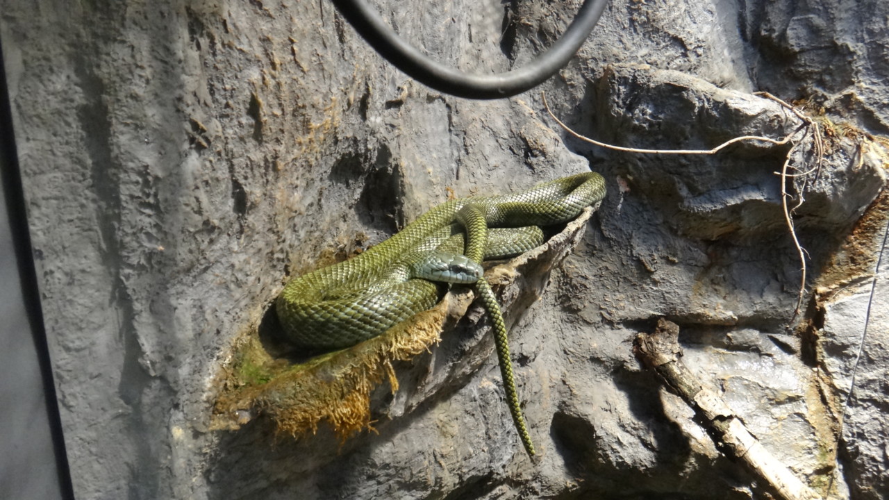  アオダイショウ