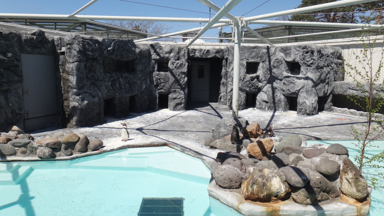  フンボルトペンギン