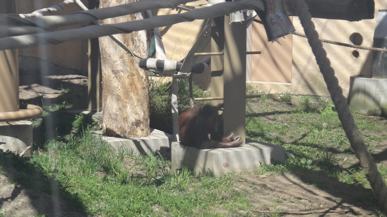  子ランウータン