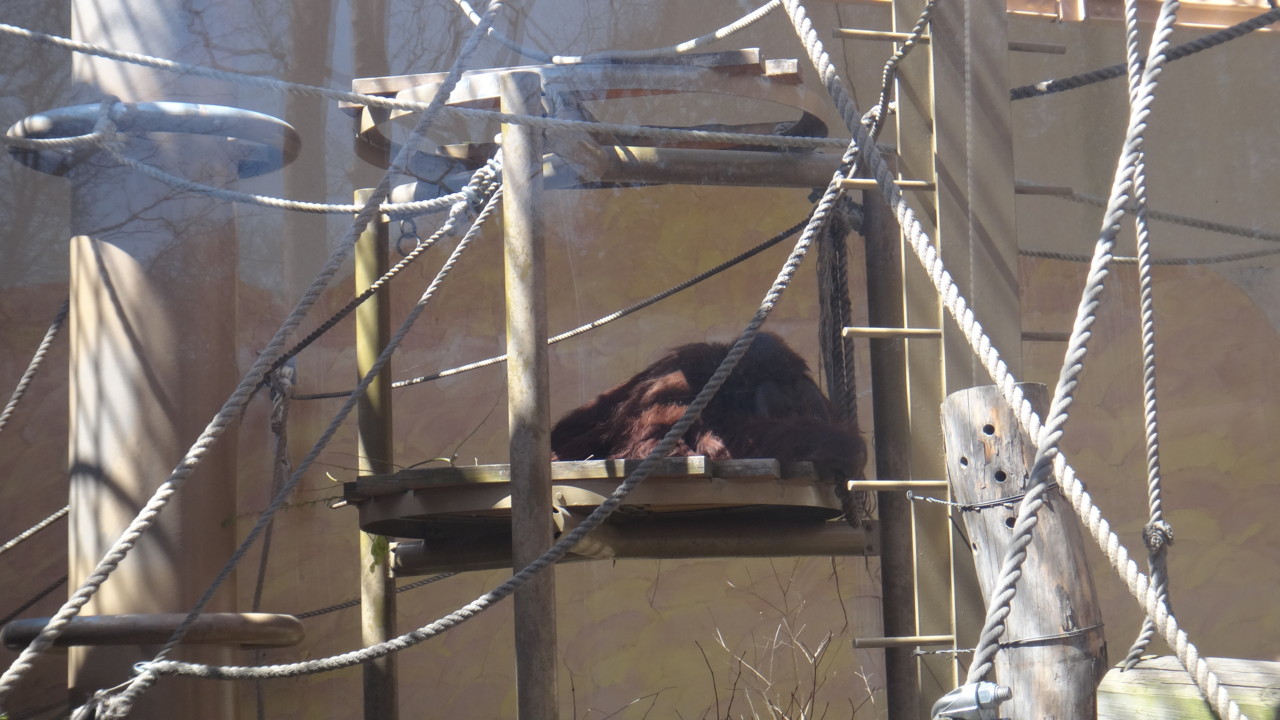  オランウータン