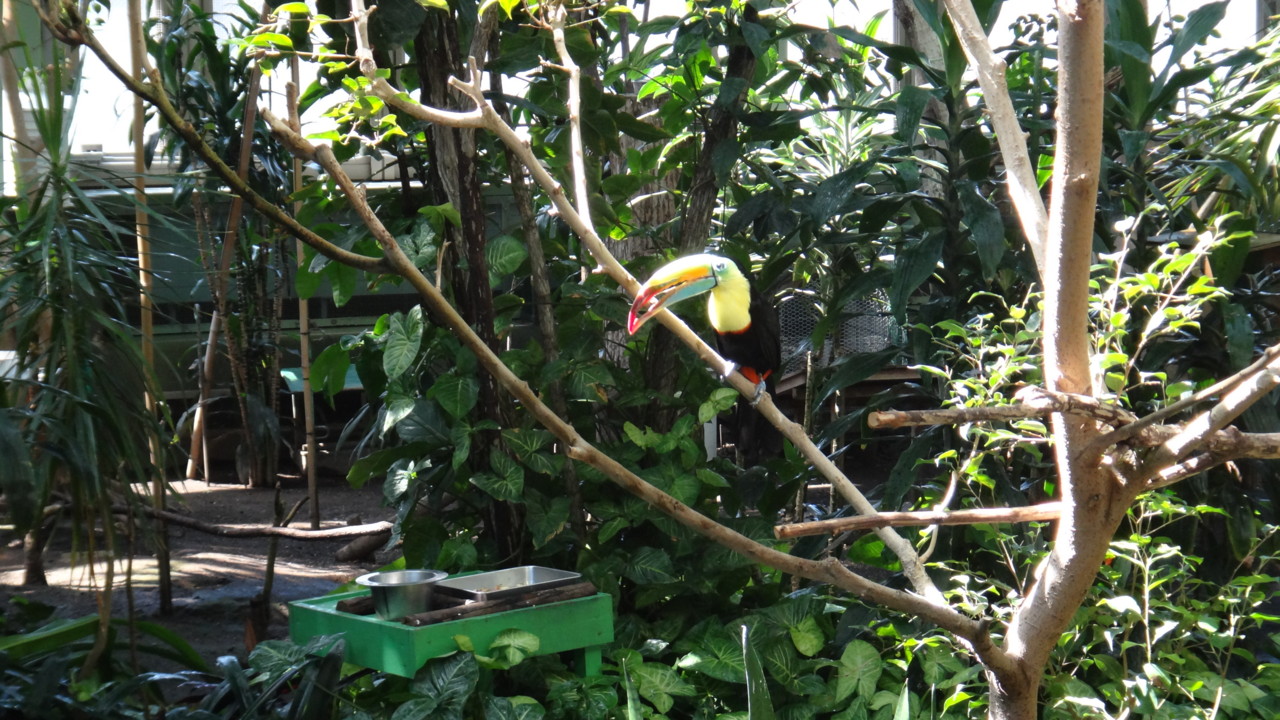  サンショクキムネオオハシ