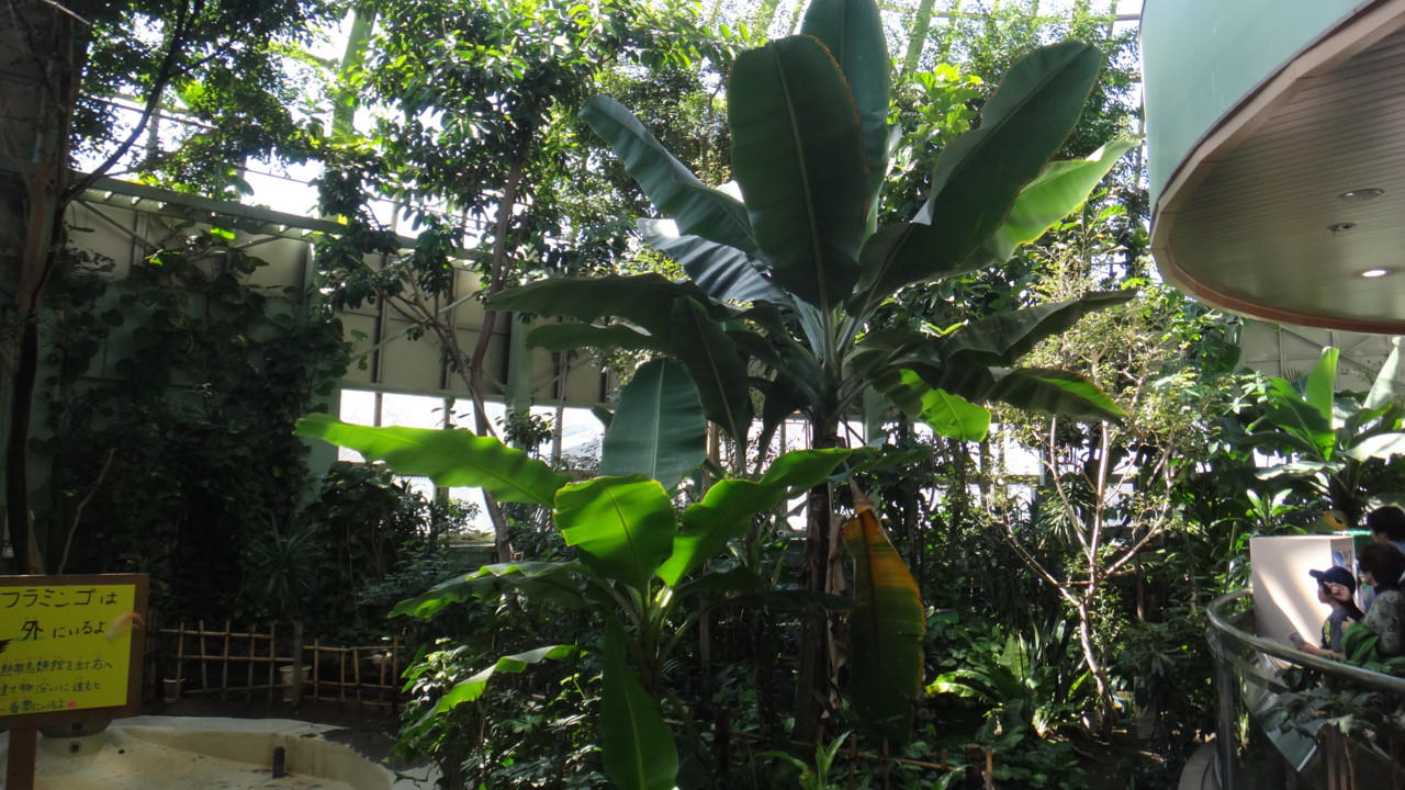  熱帯鳥類が多数飛び回る空間