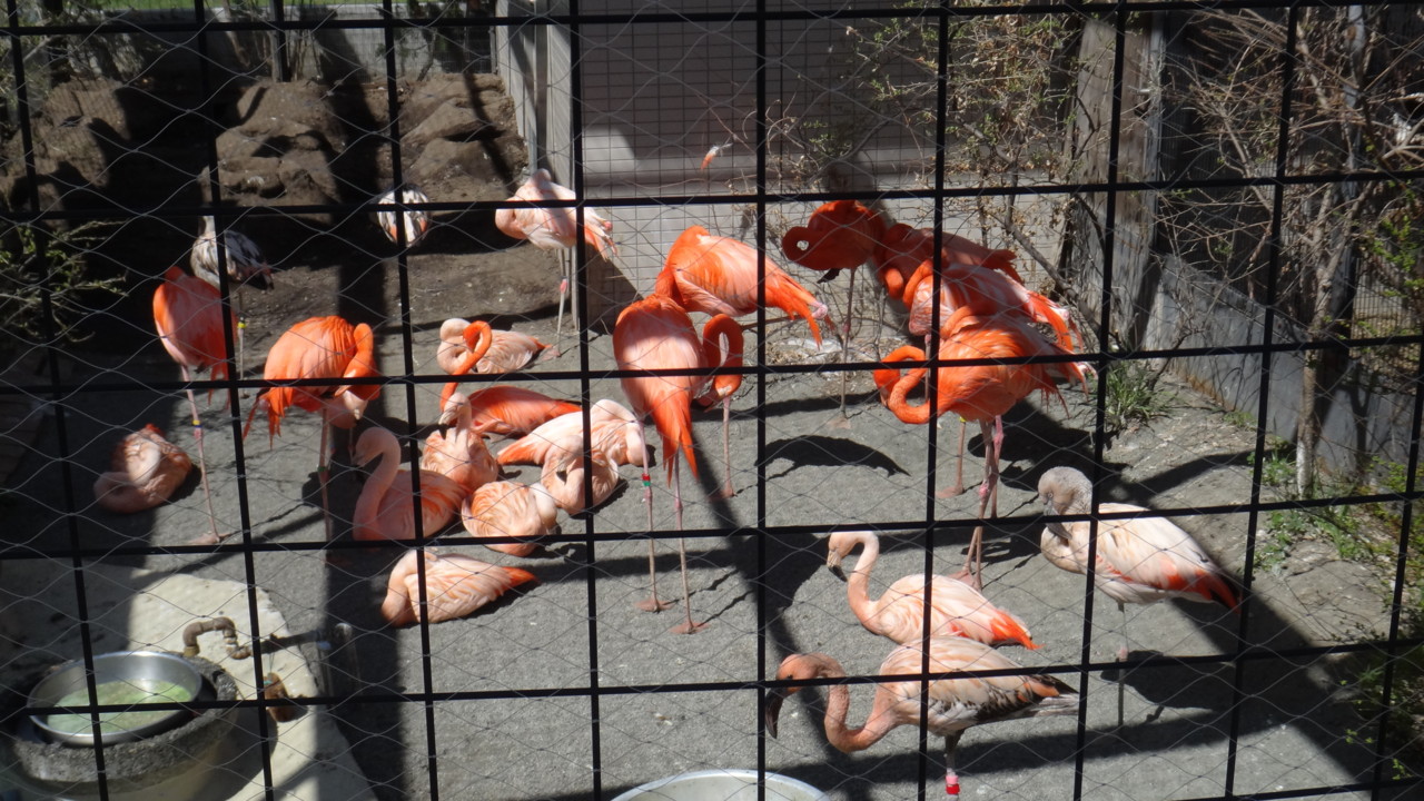  ベニイロフラミンゴ、チリーフラミンゴ