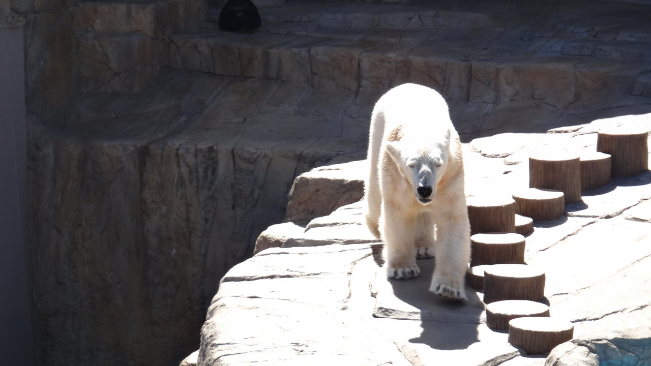  ホッキョクグマ キャンディ