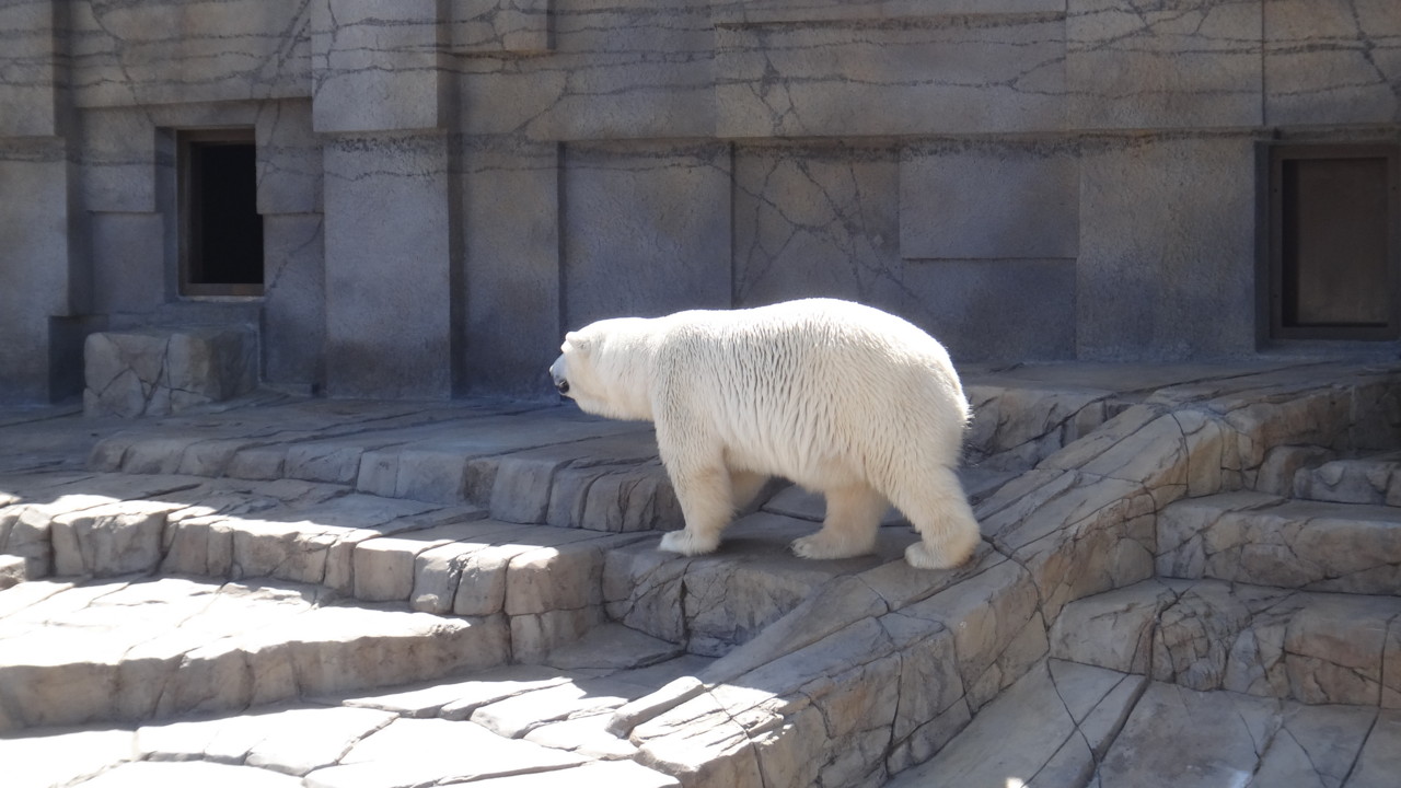  ホッキョクグマ ララ