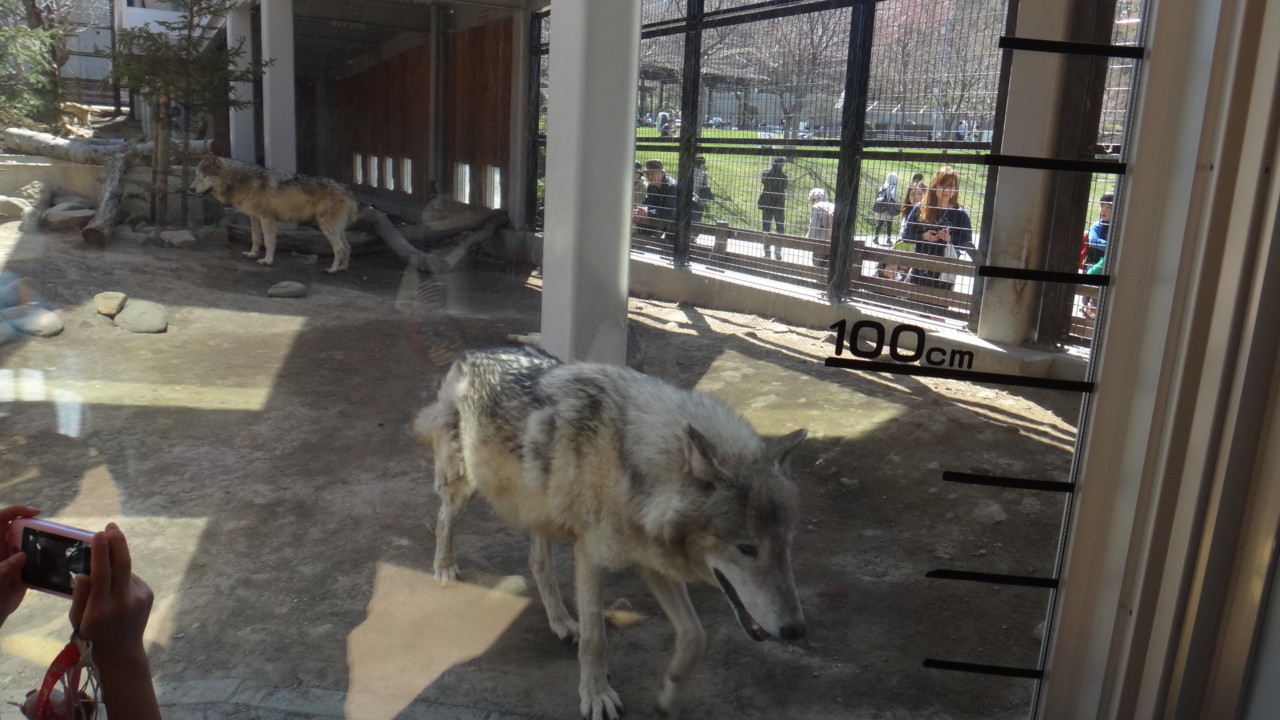  でかいぞオオカミさん