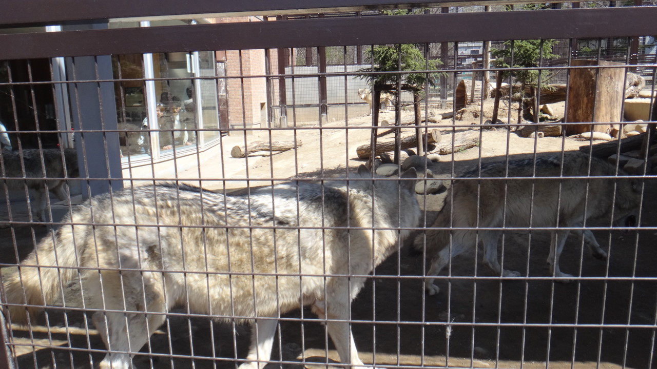  外からも見られるオオカミさん