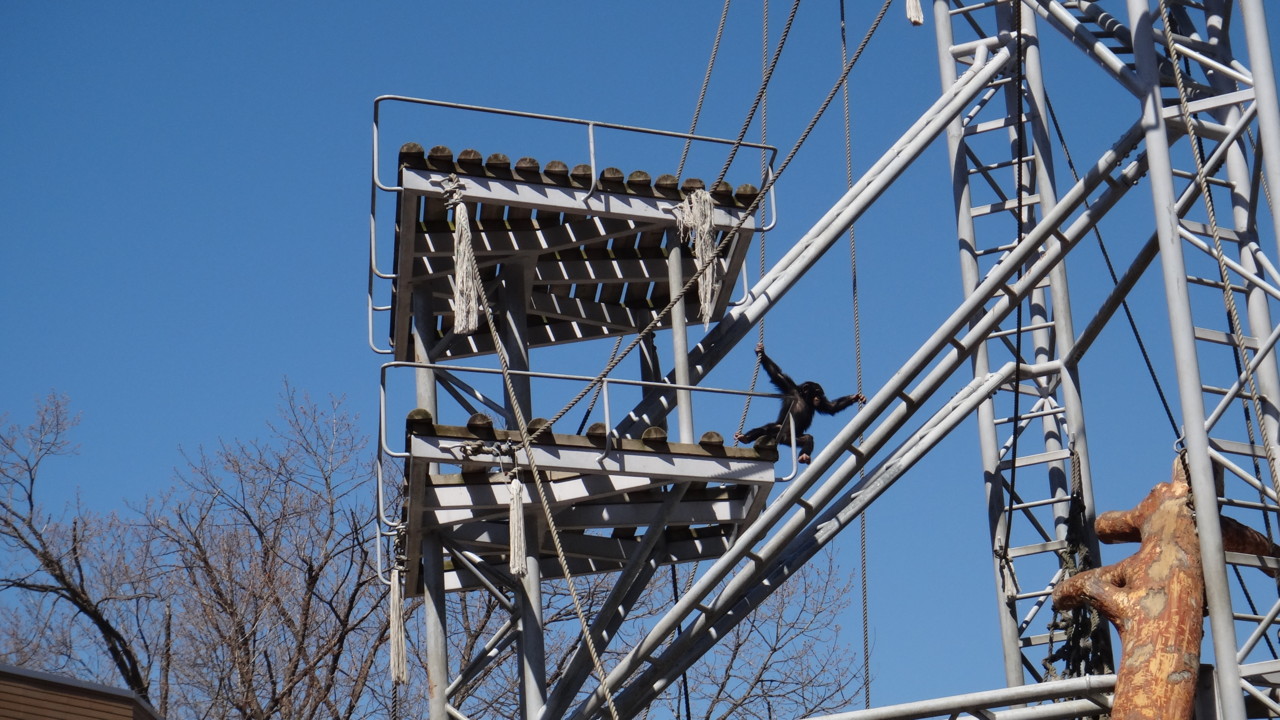  子チンパンジー