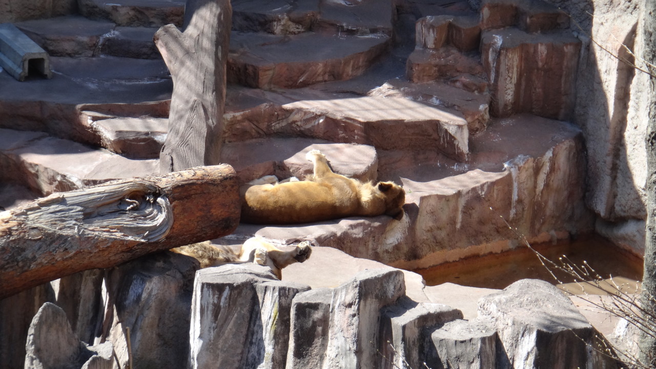  だらけたライオンさん