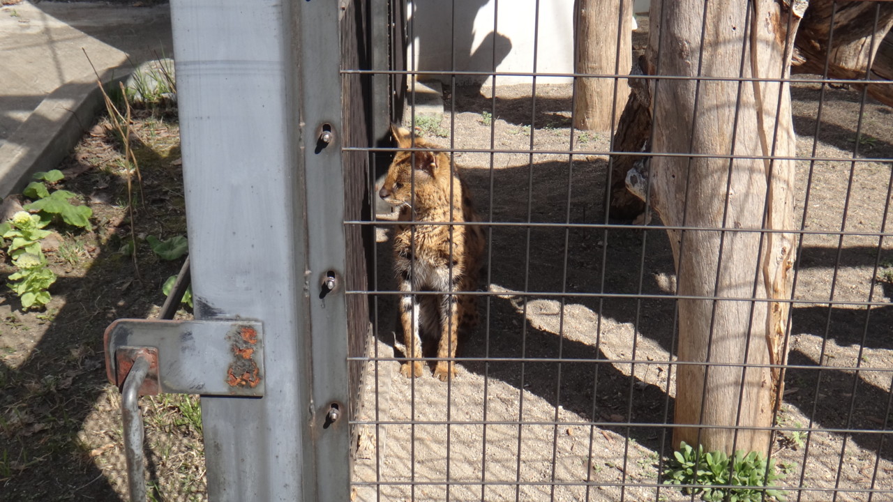  サーバルキャット