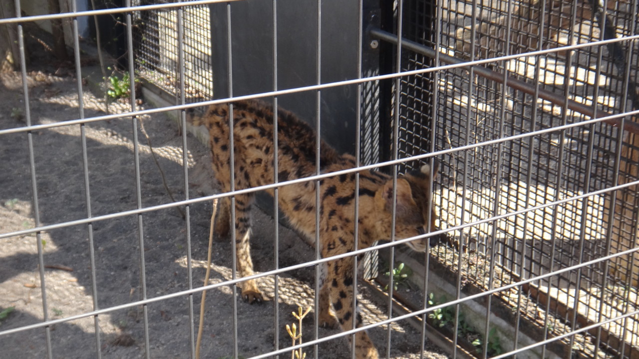  檻内をうろうろ