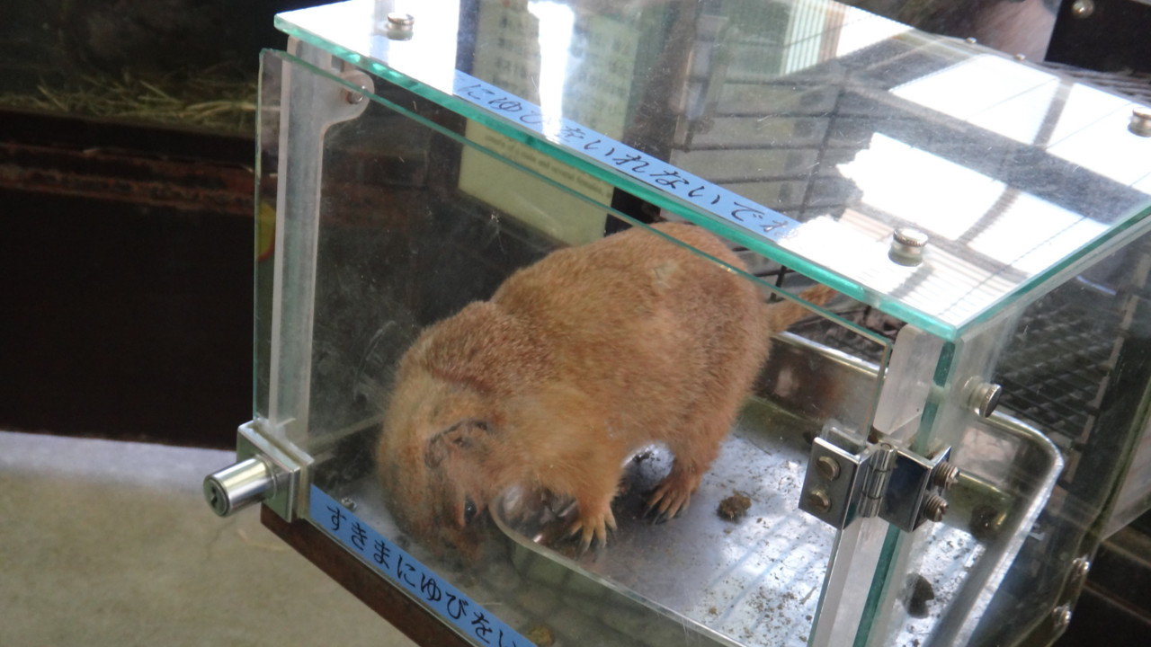  プレイリードッグ