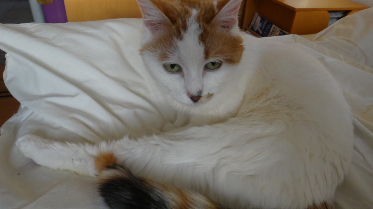  ケモノ臭がするにゃ