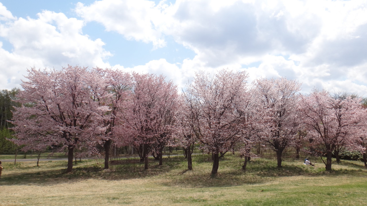  真駒内公園の桜・3