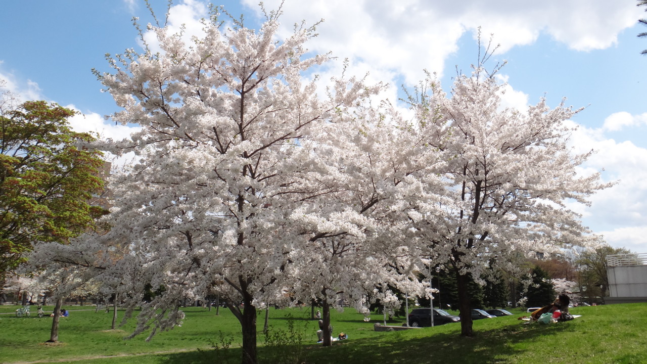  中島公園の桜・1