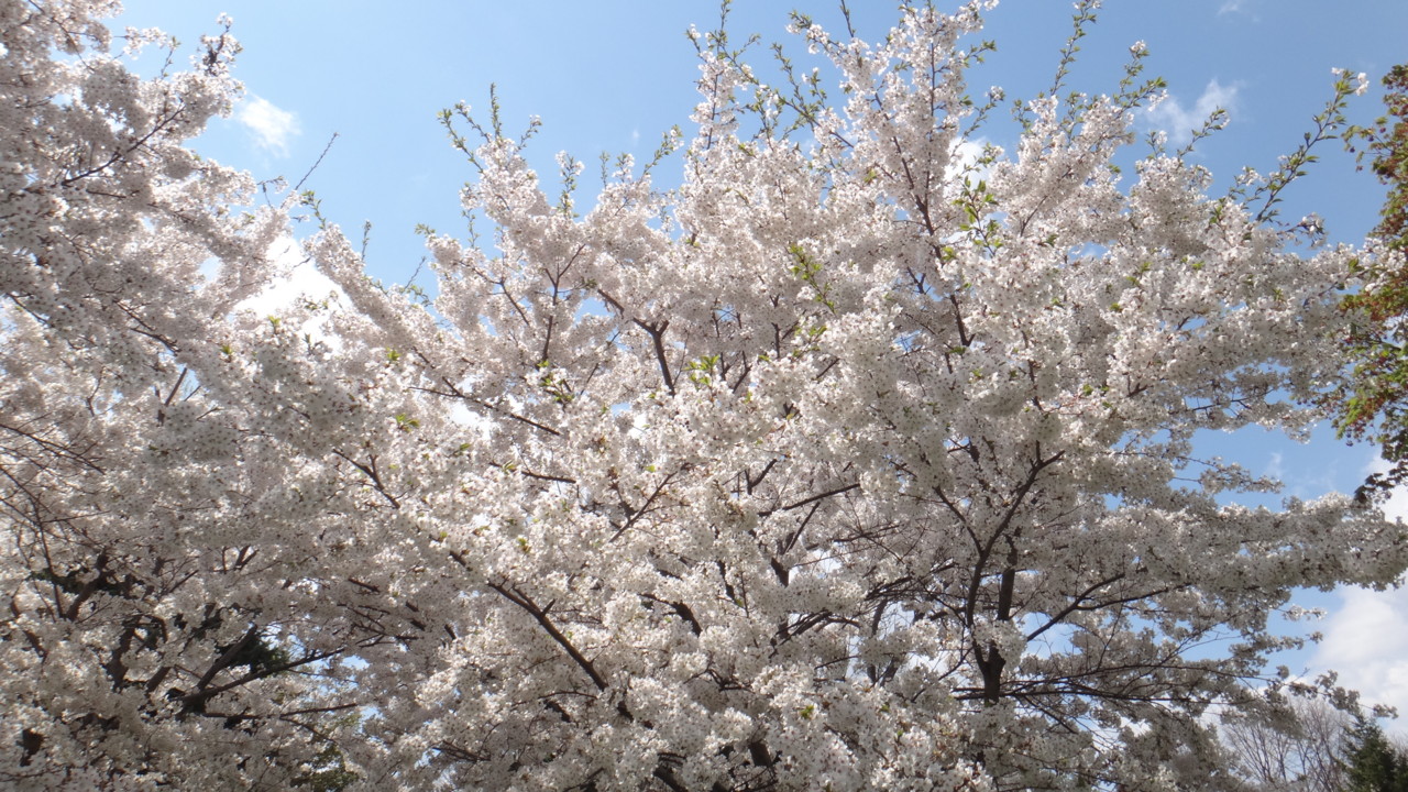  中島公園の桜・2