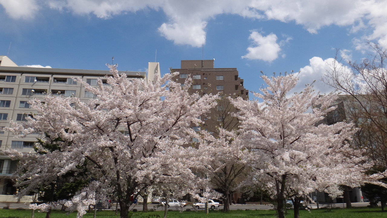  中島公園の桜・3