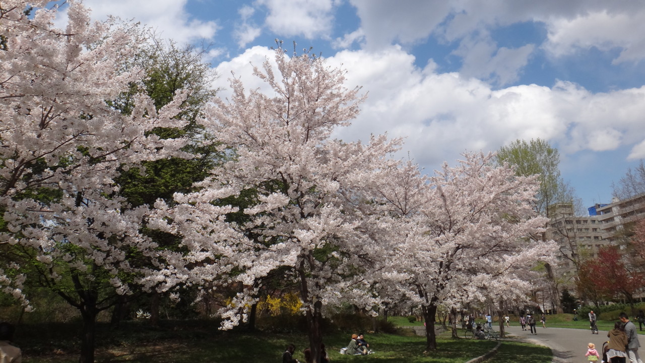  中島公園の桜・4