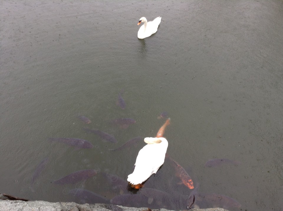  堀に浮かぶ白鳥のペアと鯉