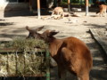 [帯広][帯広動物園]