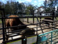 [帯広][帯広動物園]