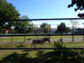 [帯広][帯広動物園]