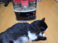 [猫]ぬくぬく