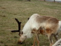 [幌延][動物]トナカイ・2