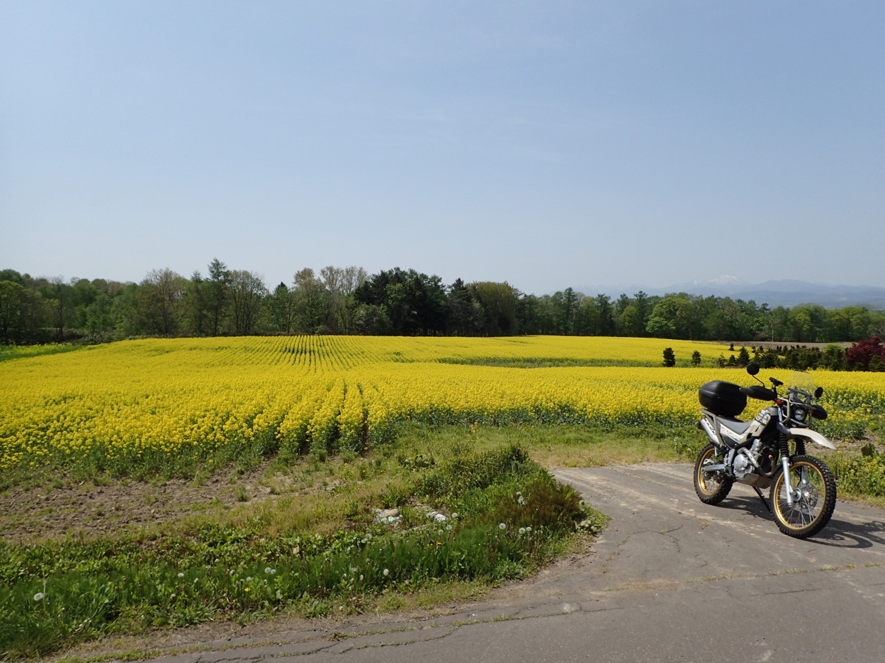 菜の花まつり会場手前