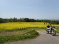 [滝川]菜の花まつり会場手前