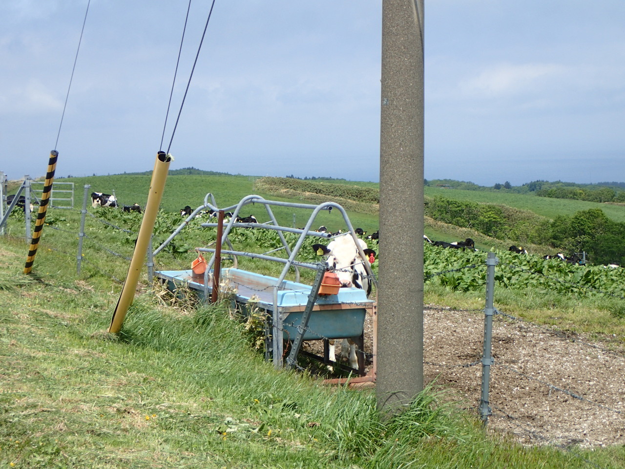 町営牧場の牛くん