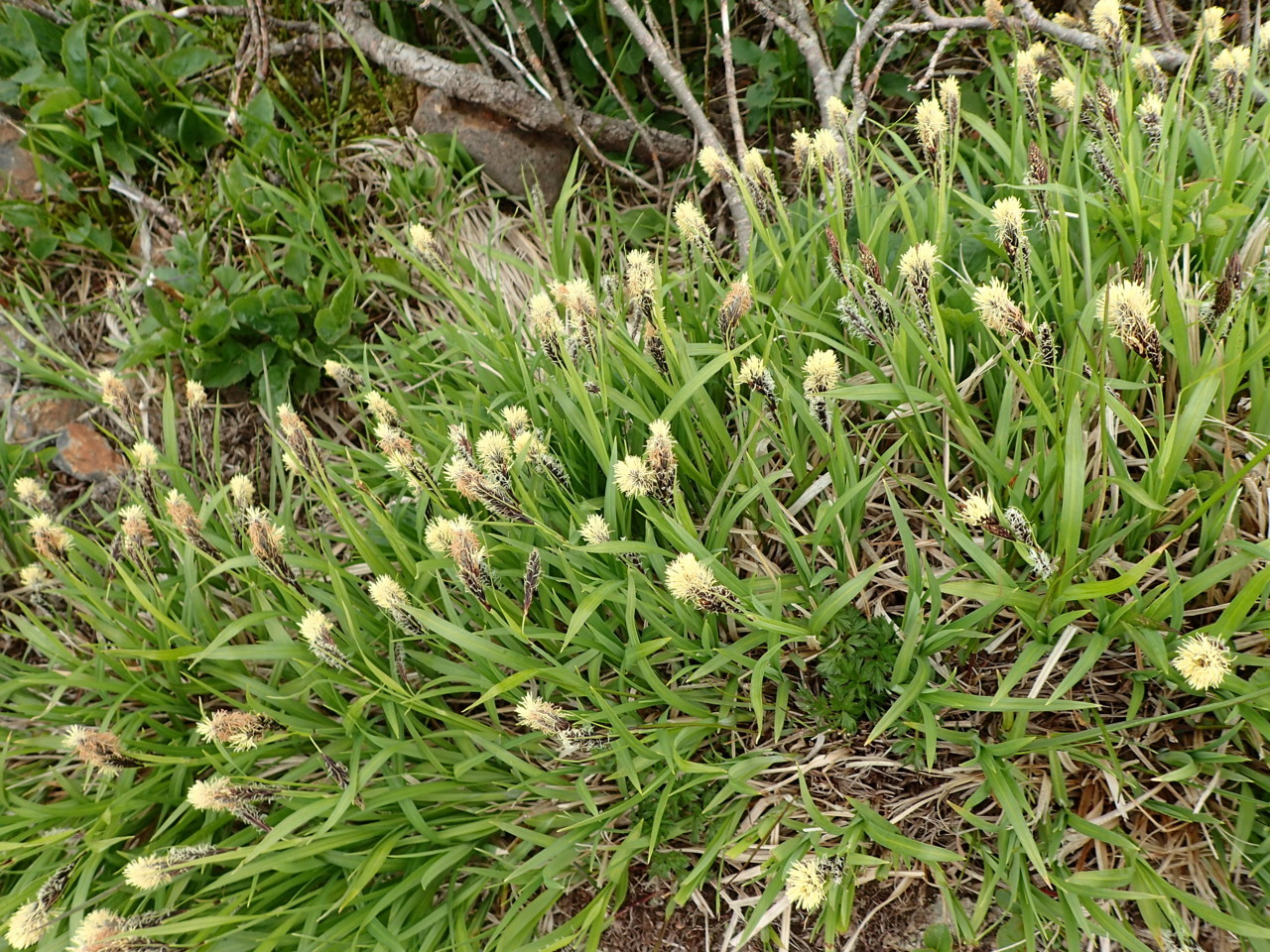 ワタスゲの花？