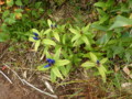 [赤井川][余市岳]花たち・1