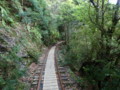 [鹿児島][屋久島][縄文杉]トロッコ道を片道8km