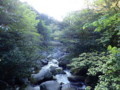 [鹿児島][屋久島][縄文杉]分岐しているトロッコ道