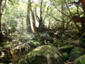 [鹿児島][屋久島][白谷雲水峡]苔むす森