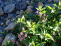 [長野][岐阜][乗鞍岳]花たち