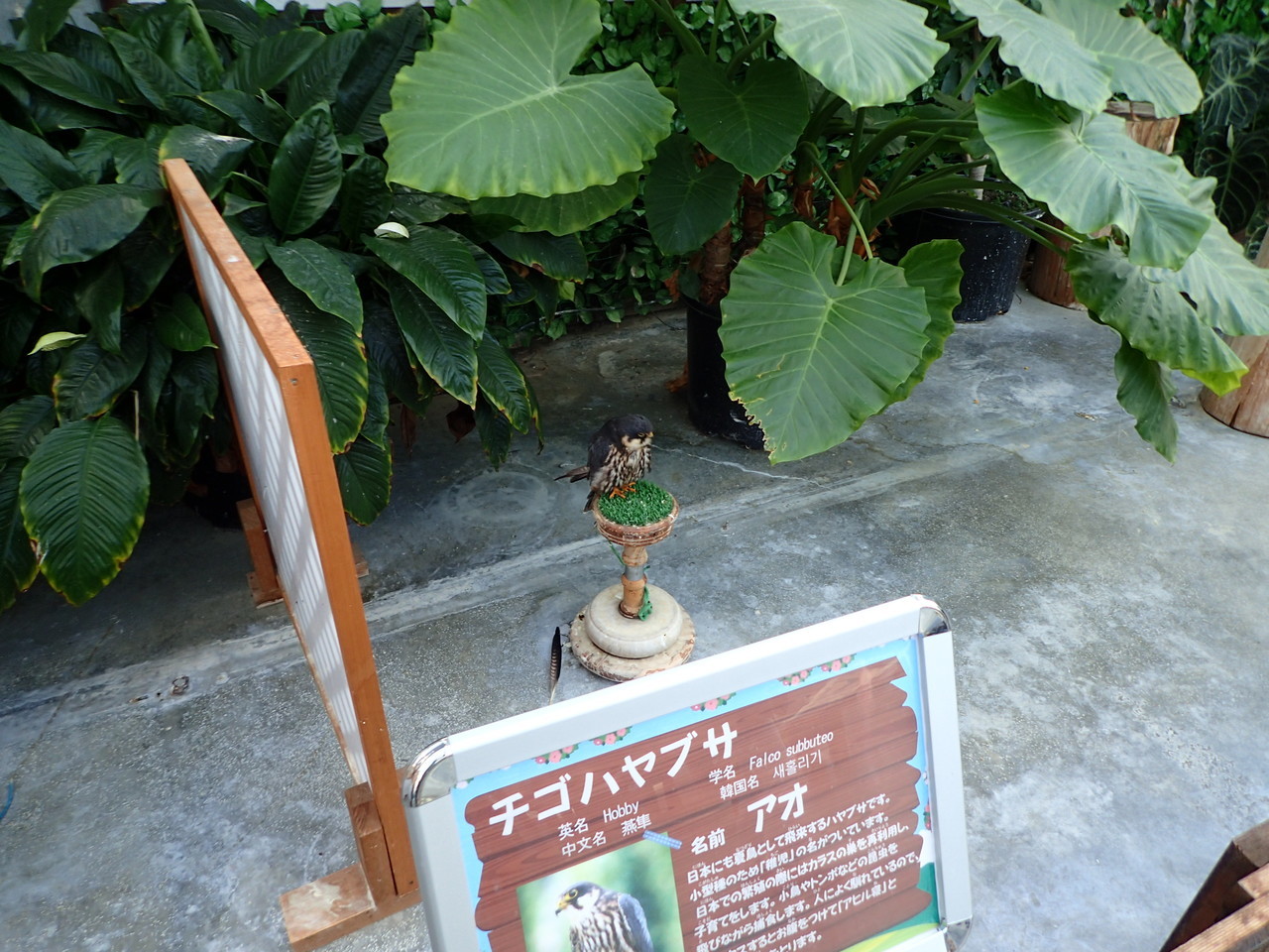 チゴハヤブサ