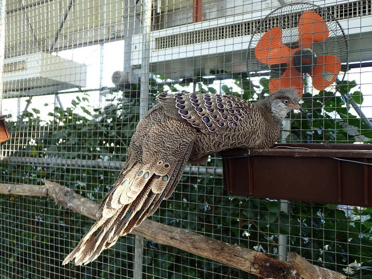 放し飼いの鳥