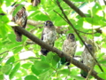 京都新聞写真コンテスト　京都御苑のアオバズク親子