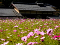 京都新聞写真コンテスト　秋桜咲く大原